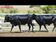 Carregar e reproduzir vídeo no visualizador da galeria, LOTE 2042 - BASA VIA LACTEA AFONSINA - DOGMA FIV 1110