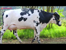 Carregar e reproduzir vídeo no visualizador da galeria, LOTE 154 - EUNICE JFLD