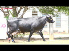 Carregar e reproduzir vídeo no visualizador da galeria, LOTE 122 -BANANA FIV SUPERSTITITON JFLD