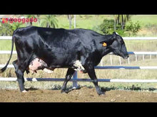 Carregar e reproduzir vídeo no visualizador da galeria, LOTE 2024 — VACA 1/2 SANGUE EM REPRODUÇÃO — 888