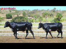 Carregar e reproduzir vídeo no visualizador da galeria, LOTE 2013 - BASA VIA LACTEA AMENA FIV e BASA VIA LACTEA ARAPOEMA FIV