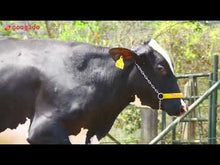 Carregar e reproduzir vídeo no visualizador da galeria, LOTE 171 - HOMENAGEM JFLD