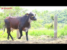 Carregar e reproduzir vídeo no visualizador da galeria, LOTE 134 - GIORDANA JFLD