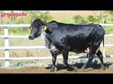 Carregar e reproduzir vídeo no visualizador da galeria, LOTE 2047 - VACA 1/2 SANGUE EM REPRODUÇÃO — 980