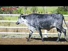 Carregar e reproduzir vídeo no visualizador da galeria, LOTE 2036 - CORDOALHA FIV 1031