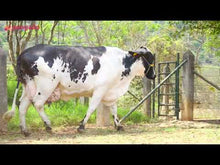 Carregar e reproduzir vídeo no visualizador da galeria, LOTE 125 - FOLCLORE JFLD