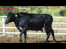Carregar e reproduzir vídeo no visualizador da galeria, LOTE 2026 — VACA EM LACTAÇÃO — 1032
