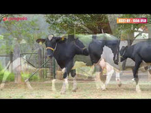 Carregar e reproduzir vídeo no visualizador da galeria, LOTE 108 - 2 VACAS 7/8 E 3/4 GIROLANDO PROTOCOLADAS - 1556 JFLD E HILDA JFLD