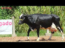 Carregar e reproduzir vídeo no visualizador da galeria, LOTE 140 - EUGÊNIA JFLD