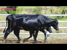 Carregar e reproduzir vídeo no visualizador da galeria, LOTE 2027 - 1073 E COLORIDA 1081