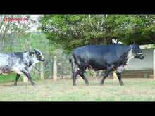 Carregar e reproduzir vídeo no visualizador da galeria, LOTE 106 - 2 VACAS 1/2 SANGUE GIROLANDO AMOJANDO -BATOM FIV E FRÁGIL JFLD (preço por animal)