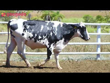 Carregar e reproduzir vídeo no visualizador da galeria, LOTE 2031 -CLARINHA 992 IMPACTO DA SANTA