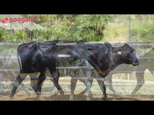 Carregar e reproduzir vídeo no visualizador da galeria, LOTE 2039 - CHUPETA FIV 1038 E CAPRICHOSA FIV 1045