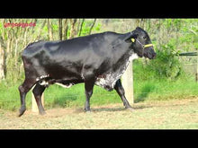 Carregar e reproduzir vídeo no visualizador da galeria, LOTE 166 - CELESTE PETY JFLD