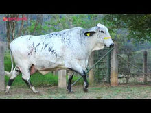 Carregar e reproduzir vídeo no visualizador da galeria, LOTE 158 - CAROL FIV MCCUTCHEN JFLD