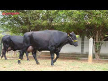 Carregar e reproduzir vídeo no visualizador da galeria, LOTE 109 - EMÍLIA JFLD E ESCULTURA JFLD