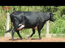 Carregar e reproduzir vídeo no visualizador da galeria, LOTE 131 - ENFEITE JFLD