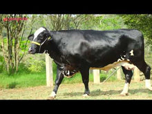 Carregar e reproduzir vídeo no visualizador da galeria, LOTE 169 - DEIZE SURGEON JFLD