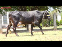 Carregar e reproduzir vídeo no visualizador da galeria, LOTE 117 - HAVIA JFLD