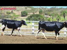 Carregar e reproduzir vídeo no visualizador da galeria, LOTE 2029 -CAMBUCA 1080 E CARAVAN 1085