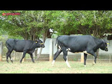 Carregar e reproduzir vídeo no visualizador da galeria, LOTE 101 - 2 NOVILHAS 3/4 GIROLANDO PRENHAS - ITAÚNA E IVANI