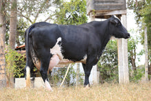 Carregar imagem no visualizador da galeria, LOTE 502 - VACA GIROLANDO 1/2 SANGUE EM LACTAÇÃO