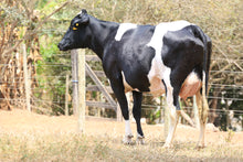 Carregar imagem no visualizador da galeria, VACA GIROLANDO 3/4 EM LACTAÇÃO - LOTE 510