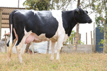 Carregar imagem no visualizador da galeria, VACA GIROLANDO 3/4 EM LACTAÇÃO - LOTE 519