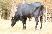Carregar imagem no visualizador da galeria, VACA GIROLANDO 1/2 SANGUE EM LACTAÇÃO - LOTE 516