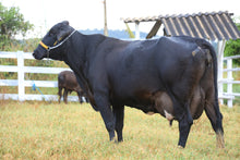 Carregar imagem no visualizador da galeria, LOTE 341 - FORTALEZA 029 IMPERIO DA GRAME