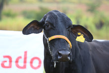 Carregar imagem no visualizador da galeria, LOTE 341 - FORTALEZA 029 IMPERIO DA GRAME