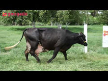 Carregar e reproduzir vídeo no visualizador da galeria, LOTE 625 - DÉBORA 023 PEDRA DA GRAMEAL