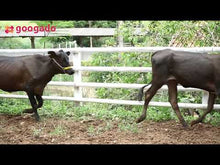 Carregar e reproduzir vídeo no visualizador da galeria, 5 NOVILHAS 421 GUZOLANDA DA SANTA ROSA - LOTE 600