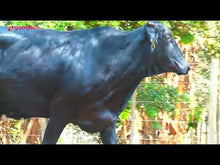Carregar e reproduzir vídeo no visualizador da galeria, VACA GIROLANDO 1/2 SANGUE EM LACTAÇÃO - LOTE 501