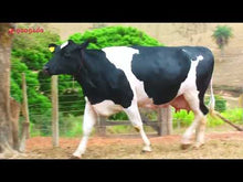 Carregar e reproduzir vídeo no visualizador da galeria, VACA GIROLANDO 3/4 EM LACTAÇÃO - LOTE 519