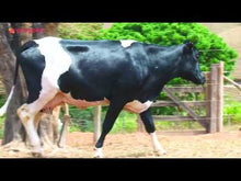 Carregar e reproduzir vídeo no visualizador da galeria, VACA GIROLANDO 3/4 EM LACTAÇÃO - LOTE 510