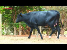 Carregar e reproduzir vídeo no visualizador da galeria, VACA GIROLANDO 1/2 SANGUE EM LACTAÇÃO - LOTE 516