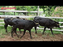 Carregar e reproduzir vídeo no visualizador da galeria, 3 NOVILHAS - 363 GUZOLANDA DA SANTA ROSA - LOTE 601