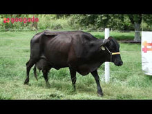 Carregar e reproduzir vídeo no visualizador da galeria, LOTE 628 -BUZINA FIV 833 GOLD CHIP GSRJ