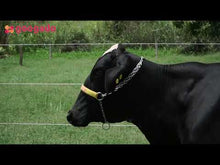 Carregar e reproduzir vídeo no visualizador da galeria, LOTE 314 - CECÍLIA FIV 1012 UNIX DA SANTA