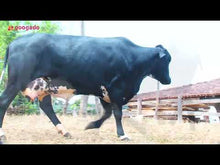 Carregar e reproduzir vídeo no visualizador da galeria, LOTE 500 - VACA GIROLANDO 1/2