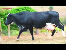 Carregar e reproduzir vídeo no visualizador da galeria, LOTE 502 - VACA GIROLANDO 1/2 SANGUE EM LACTAÇÃO