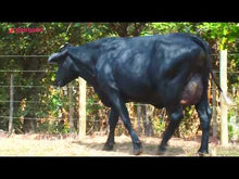 Carregar e reproduzir vídeo no visualizador da galeria, LOTE 507 -VACA GIROLANDO 3/4 EM LACTAÇÃO