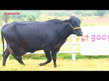 Carregar e reproduzir vídeo no visualizador da galeria, LOTE 341 - FORTALEZA 029 IMPERIO DA GRAME