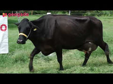 Carregar e reproduzir vídeo no visualizador da galeria, VACA ALOMENA 788 HEROS GSRJ - LOTE 611