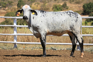 LOTE 2038 - CHINESA FIV 1025 UNIX DA SANTA