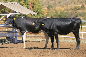 LOTE 2030 -CAQUI 1065 E CARNAÚBA 1060