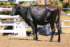 LOTE 2035 - CEREJA 1067