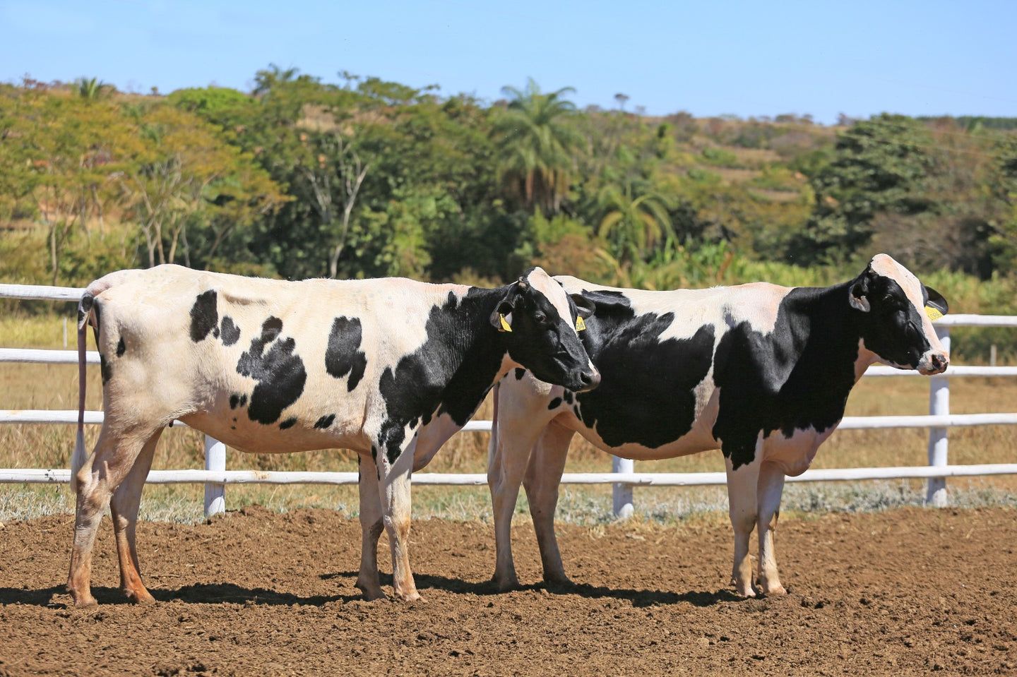 LOTE 2028 - CASSANDRA 1084 E CORCELA 1086