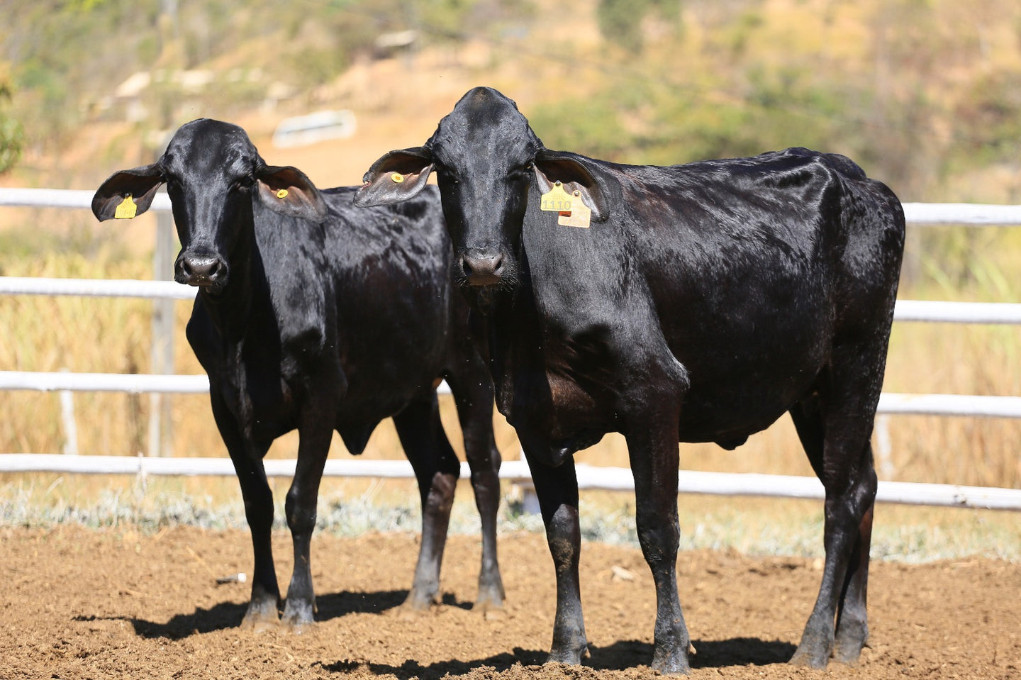 LOTE 2042 - BASA VIA LACTEA AFONSINA - DOGMA FIV 1110